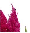 Celosia plumosa cynthia rose 50 - CELPLUCYNROS1