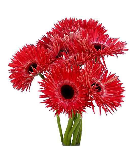 Gerbera spin katie 50 x10 - GERSPIKAT