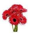 Gerbera spin katie 50 x10 - GERSPIKAT