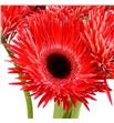 Gerbera spin katie 50 x10 - GERSPIKAT1