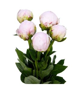 Paeonia pillow talk 60 - PAEPILTAL
