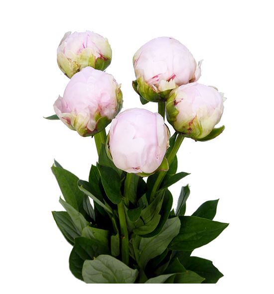 Paeonia pillow talk 60 - PAEPILTAL