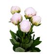 Paeonia pillow talk 60 - PAEPILTAL
