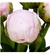 Paeonia pillow talk 60 - PAEPILTAL1