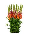 Antirrino avignon deep orange 75 - ANTAVIDEEORA