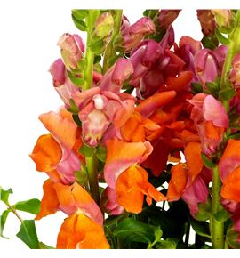 Antirrino avignon deep orange 75 - ANTAVIDEEORA