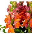 Antirrino avignon deep orange 75 - ANTAVIDEEORA1