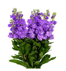 Matthiola milla lavander 60 - MATMILLAV