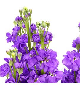Matthiola milla lavander 60 - MATMILLAV
