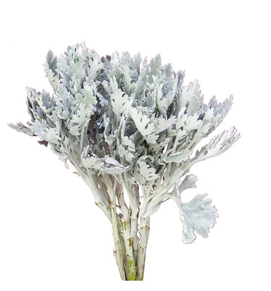 Senecio ovidius 45 - SENOVI