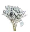 Senecio ovidius 45 - SENOVI