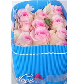 Rosa ecu mandala 60 - RCMAN