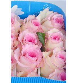 Rosa ecu mandala 60 - RCMAN