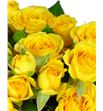 Rs ramificada yellow babe 70 - RTRYELBAB1