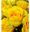 Rs ramificada yellow babe 70 - RTRYELBAB2
