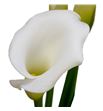 Cala white mambo 60 - ZANWHIMAM1