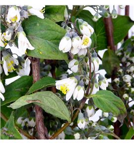 Deutzia magical spring 60 - DEUMAGSPR