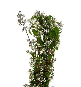 Deutzia magical spring 80 - DEUMAGSPR