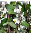 Deutzia magical spring 80 - DEUMAGSPR1