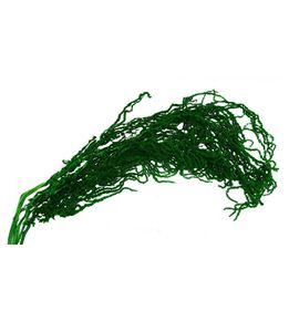 Dried amaranthus caudatus preservado verde - DRIAMAPRECAUGRE