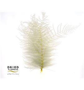Dried sword fern preservado blanco - DRISWOFERPREBL