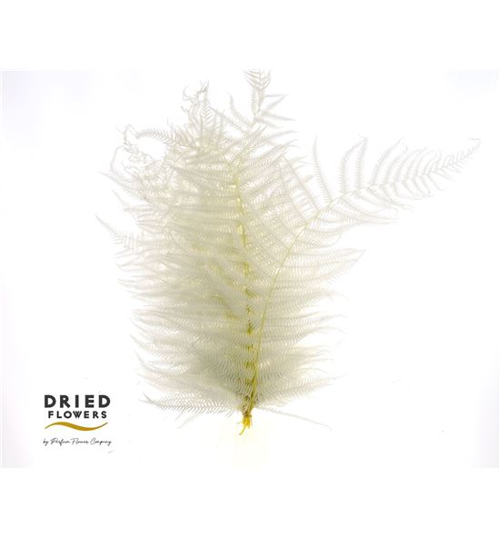 Dried sword fern preservado blanco - DRISWOFERPREBL