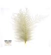 Dried sword fern preservado blanco - DRISWOFERPREBL