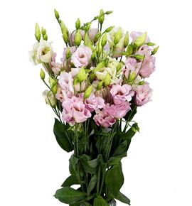 Lisianthus claire light pink 70 - LISCORLIG