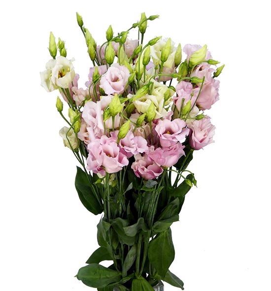Lisianthus claire light pink 70 - LISCORLIG