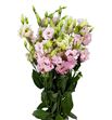 Lisianthus claire light pink 70 - LISCORLIG