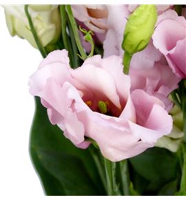 Lisianthus claire light pink 70 - LISCORLIG