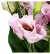 Lisianthus claire light pink 70 - LISCORLIG1