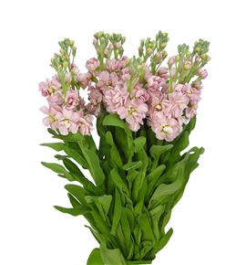 Matthiola milla salmon 70 - MATMILSAL