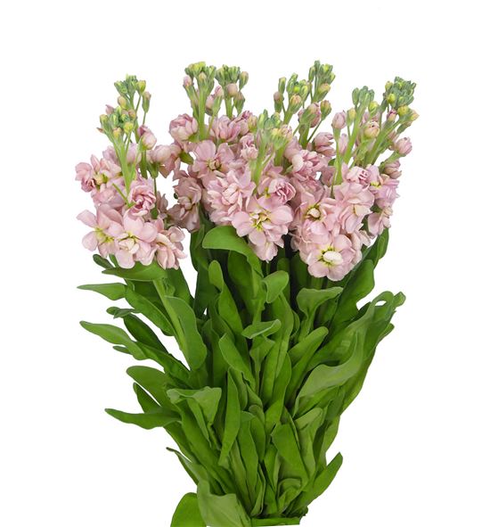 Matthiola milla salmon 70 - MATMILSAL