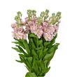 Matthiola milla salmon 70 - MATMILSAL