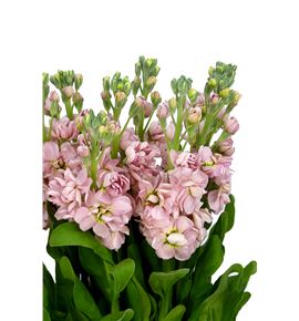 Matthiola milla salmon 70 - MATMILSAL