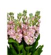 Matthiola milla salmon 70 - MATMILSAL1