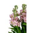 Matthiola milla salmon 70 - MATMILSAL2