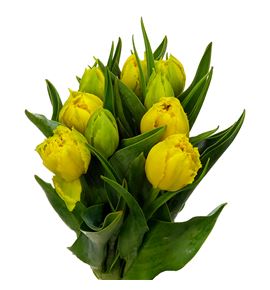 Tulipan mon amour 36 - TULMONAMO