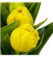 Tulipan mon amour 36 - TULMONAMO1