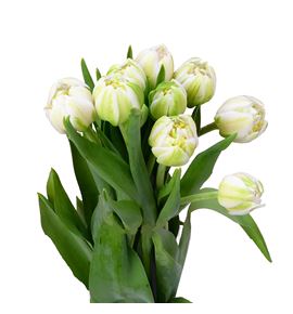 Tulipan pescara 38 - TULPES