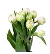 Tulipan pescara 38 - TULPES