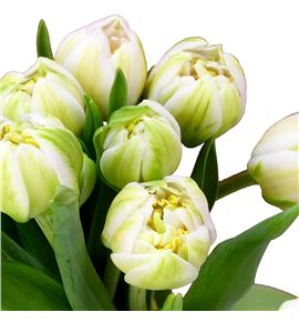 Tulipan pescara 38 - TULPES