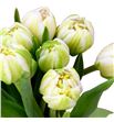 Tulipan pescara 38 - TULPES1