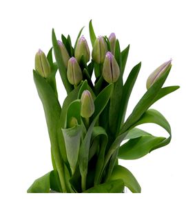 Tulipan san luiz 38 - TULSANLUI