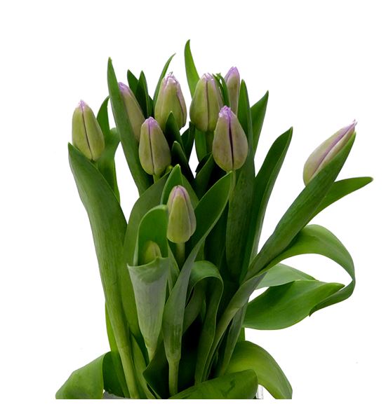 Tulipan san luiz 38 - TULSANLUI