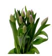 Tulipan san luiz 38 - TULSANLUI