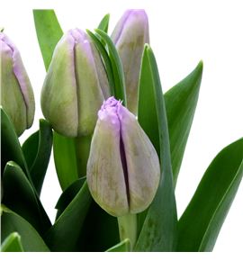 Tulipan san luiz 38 - TULSANLUI