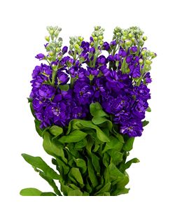 Matthiola mathilda blue 60 - MATMATBLU