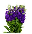 Matthiola mathilda blue 60 - MATMATBLU